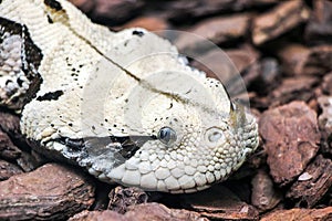 Close up of a horned nose snake