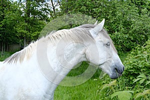 close-up of white horse, beautiful shiny skin, chews grass, smart eye is watching, long mane, domestic horse equine family,