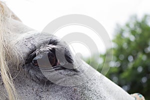 Close up of white horse eye on sunny day