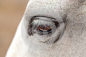 Close-up of white horse face with black bridle and long eyelashes