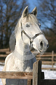 Close-up of a white horse in paddock