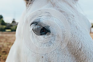 Close-up of a white horse`s eye looking intently at the camera