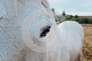 Close-up of a white horse`s eye looking intently at the camera