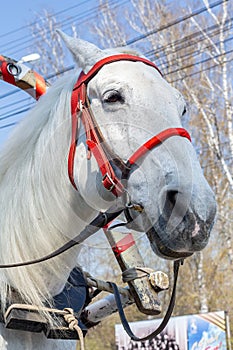 Close-up of white horse's head with harness against blue sky summer time. horse riding