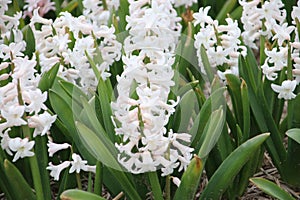 Close up of white hyacint in a field close to the Keukenhof in L photo