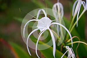 Close-up of white Hymenocallis littoralis flowers in the garden at Daya Baru Village in the afternoon