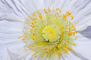 Close up of a white Iceland poppy (Scientific name papaver nudicaule)