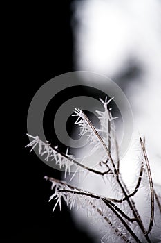 Close up of white icicles from a hoar frost, on a bare winter twig