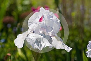 Close up of white iris flower in the sun, photographed at Eastcote House Gardens, London Borough of Hillingdon, UK