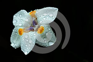Close-up of White Iris Flower with Water Drops, Seminole, Florida #3