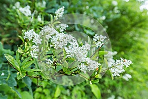 Close-up white ivory flowers Japanese PRIVET, ligustrum ovalifolium