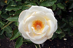 Close up of a White Jacqueline du Pre Rose