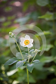 White japanese anemone blossom in summer garden against dark background