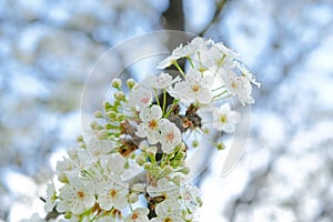 Close up white Japanese cherry blossom. beautiful nature of spring season