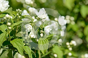 Close up of white jasmine flowers in a garden. Flowering jasmine bush in sunny summer day. Nature.