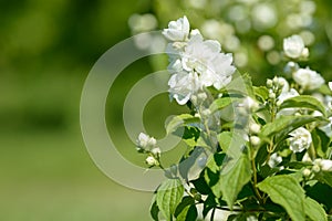 Close up of white jasmine flowers in a garden. Flowering jasmine bush in sunny summer day. Nature.