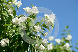 Close up of white jasmine flowers in a garden. Flowering jasmine bush in sunny summer day. Nature.