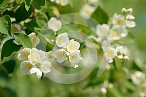 Close up of white jasmine flowers in a garden. Flowering jasmine bush in sunny summer day. Nature.