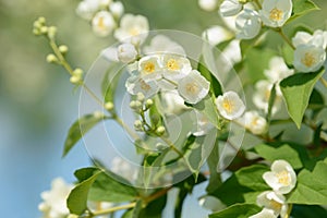 Close up of white jasmine flowers in a garden. Flowering jasmine bush in sunny summer day. Nature.