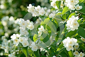 Close up of white jasmine flowers in a garden. Flowering jasmine bush in sunny summer day. Nature.