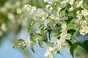 Close up of white jasmine flowers in a garden. Flowering jasmine bush in sunny summer day. Nature.