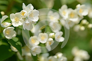 Close up of white jasmine flowers in a garden. Flowering jasmine bush in sunny summer day. Nature.