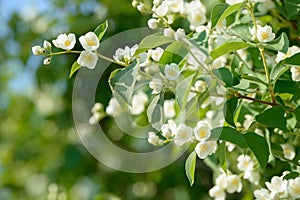 Close up of white jasmine flowers in a garden. Flowering jasmine bush in sunny summer day. Nature.