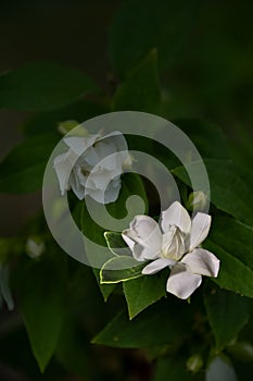 Close up of white jasmine flowers in a garden. Flowering jasmine bush in sunny summer day. Nature background