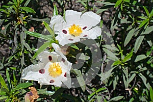 Close up of white labdanum. Green leaves photo