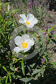 Close up of white labdanum. Green leaves photo