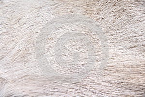 White light brown dog fur texture or animal hair line backdrop