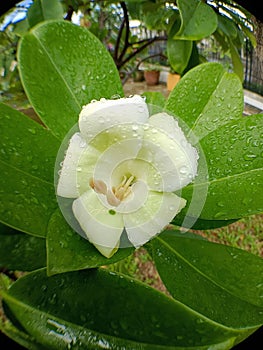 Close up white and light green flower imbued with raindrops on blur background in garden 1