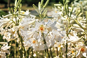 Close-up of white Lilium candidum flowers in summer