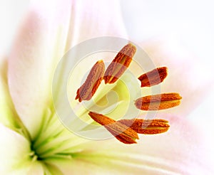 Close-up of a white lily