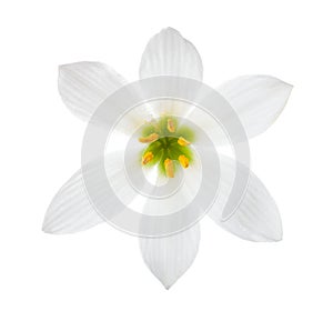 Close-up of white lily autumn zephyrlily isolated on a white background. Zephyranthes candida