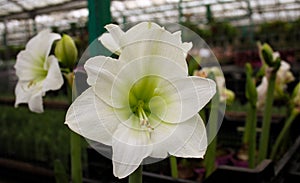 Close-up of a white lily flower with blooming buds