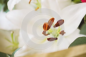 Close up of white lily flower`s pestle