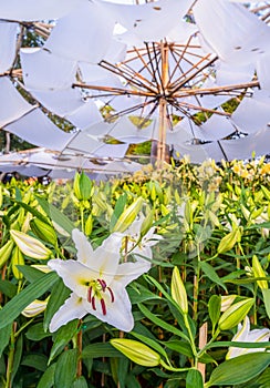 Close-up of white lily flowers blooming in the garden. Lilium orientalis Stargazer. Lily flower in the garden. Shrub of white lily