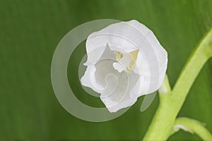 Close up of white lily of the valley flower