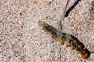 Close up of White-lined Sphinx moth Hyles lineata caterpillar, Anza Borrego Desert State Park, San Diego county, California