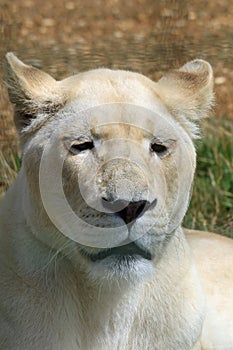 Close up of a White Lion