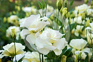 Close up white Lisianthus Flowers in the Garden