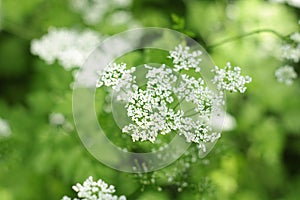 ÃÂ¡lose-up Close-up white little flowers
