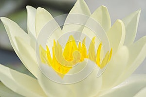 Close up white lotus