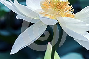 Close up of white lotus flower with yellow stamen