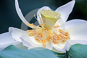 Close up of white lotus flower with yellow stamen