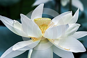 Close up of white lotus flower with yellow stamen