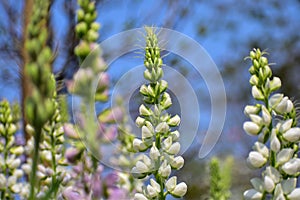 Close-up of white Lupinus albus in the garden