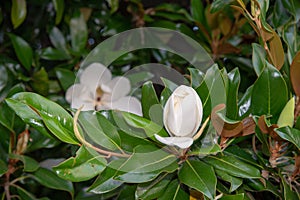 Close-Up Of White Magnolia Flower, among the green leaves of its tree