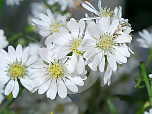 Close up of White Marguerite flower photo